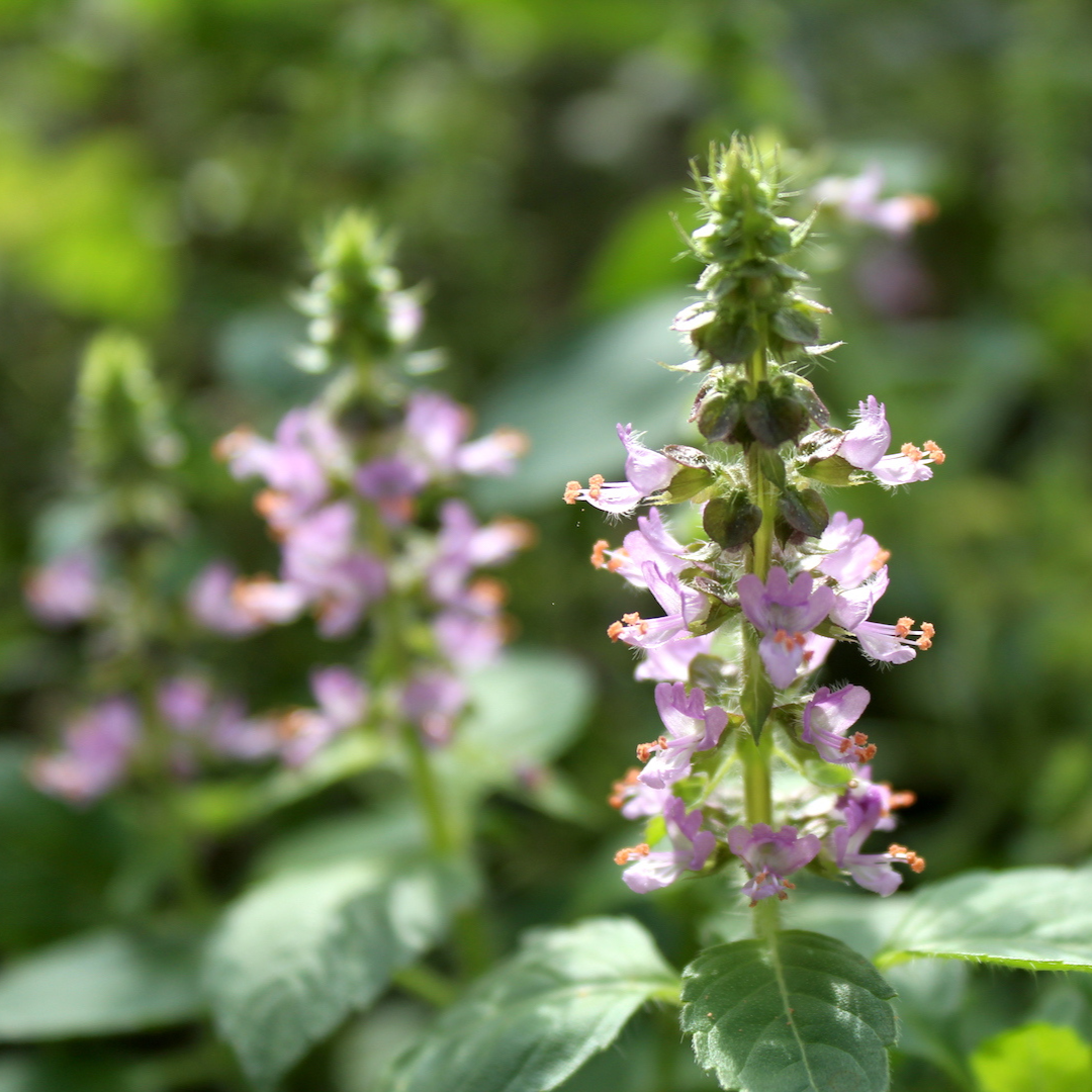 Tulsi Care Class: Course Recording